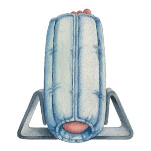 FOOT STABILIZER, SM/MED       D/S