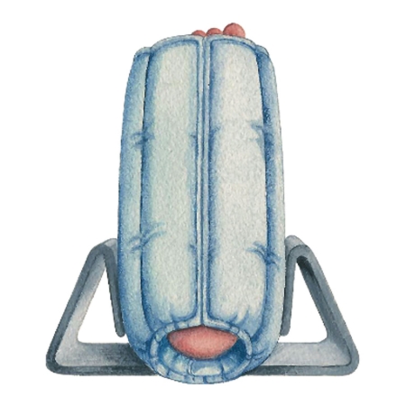 FOOT STABILIZER, SM/MED D/S